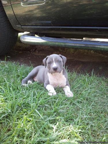 blue american pitbull terrier for sale