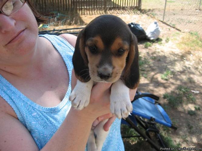 beagle puppies for sale sf bay area