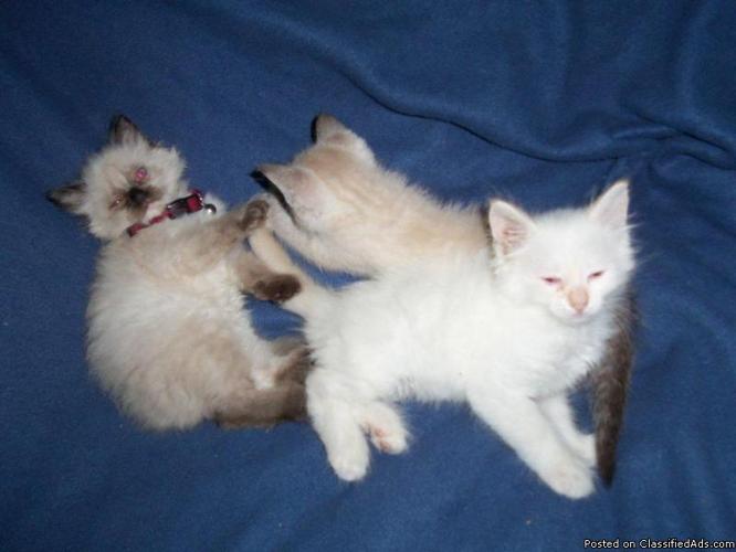 24+ Persian Himalayan Cat Price Gif Cute Siberian Kittens