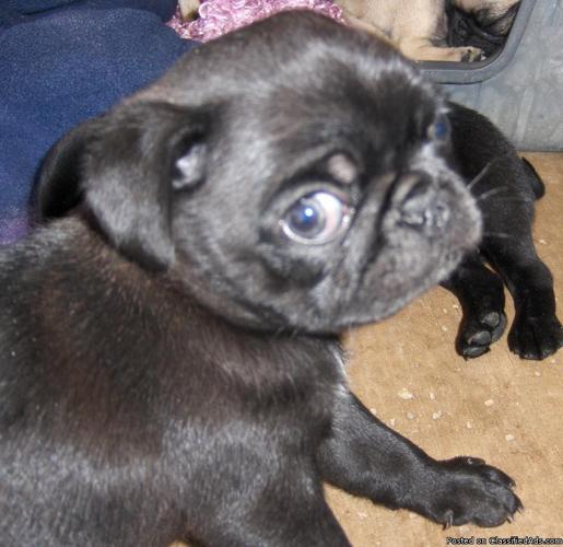 pug puppies for sale sf bay area