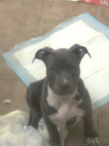 $$ FOR SALE $$ Young Pure Bred Pitbull - Price: NEGOTIABLE