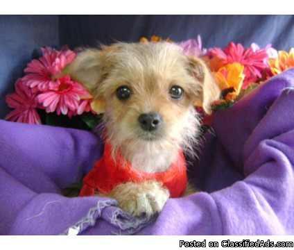 ×× Shih Tzu mix female puppies ×× loving and affectionate ××