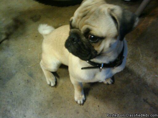 1 year old male Pug - Price: $80