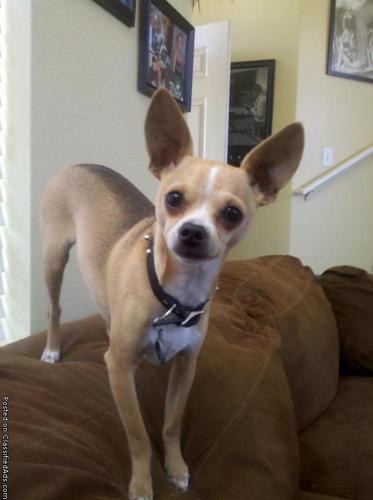 1 year old Neutered male Chihuahua - Price: $100
