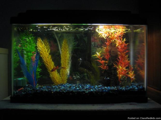 10 gallon aquarium (everything in it) w/stand all you need is fish! - Price: 55