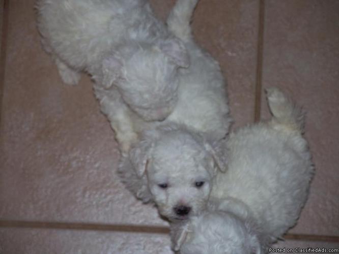 10 week old Bichon Frise Pups - Price: 300.00