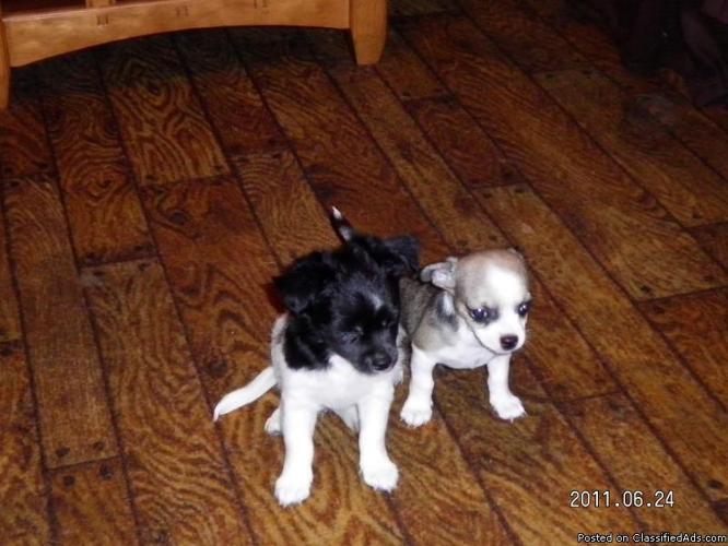 10 week old Chihuahua puppies - Price: 200.00 each