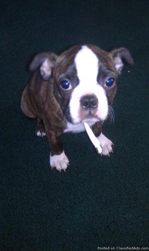 10 week old male Boston Terrier - Price: $400