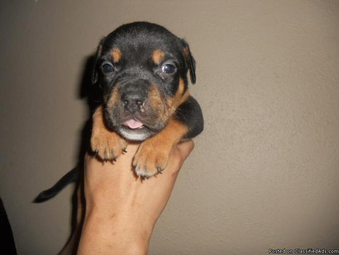 100 % Razor Edge UKC Black Tri male puppy for sale!