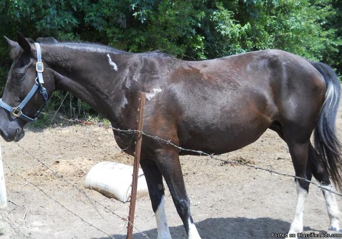 11 year old Racking mare BLK/white - Price: 850