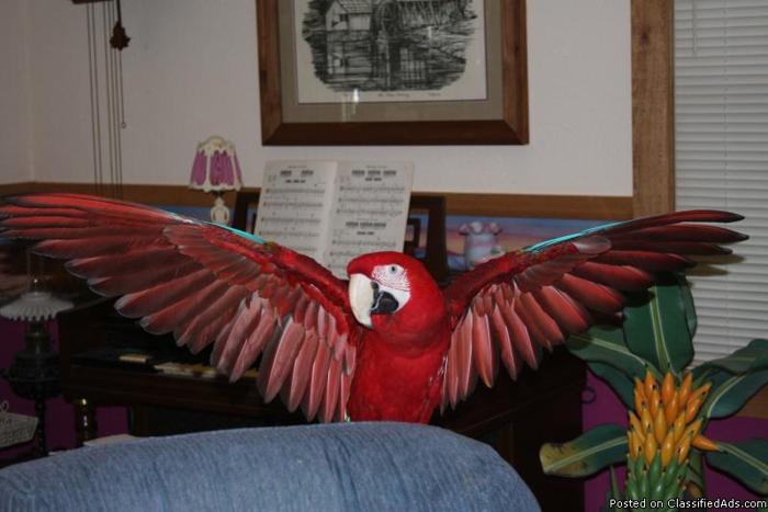 16 Year old Green wing macaw----SOLD SOLD SOLD SOLD SOLD - Price: 800SOLD SOLD SOLD