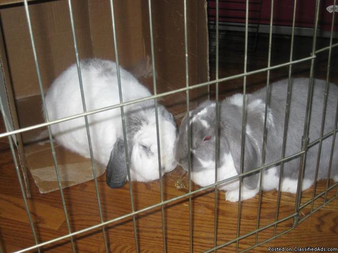 2 adorable male lop earred rabbits - Price: $10