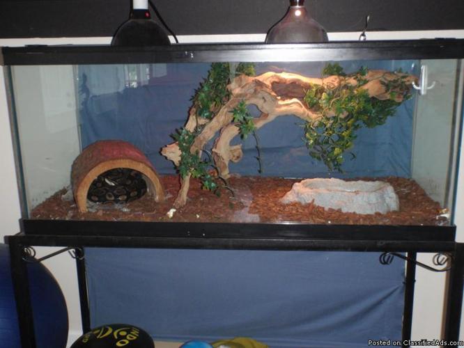 2 Adult Ball Pythons with 75 gallon tank and stand - Price: $200