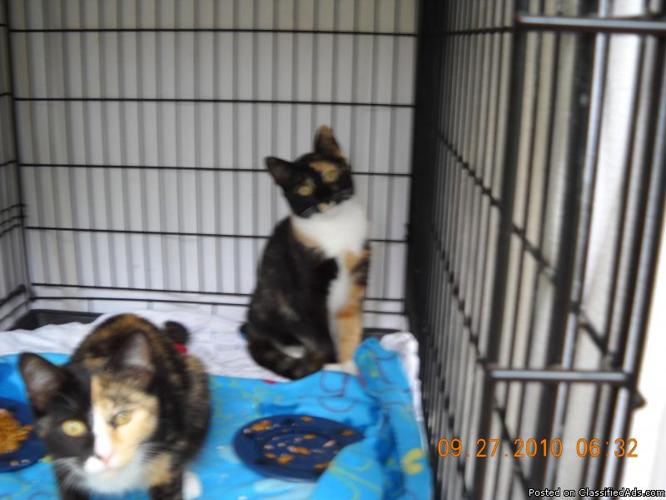 2 beautiful calico kittens(please read) - Price: a lot of love