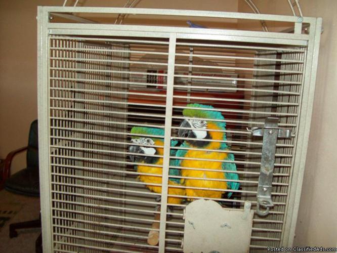 2 Blue and Gold Macaws - Price: $2,500