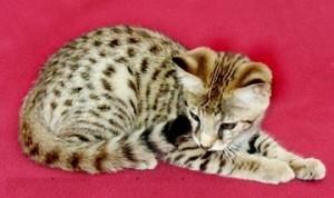 2 Charming savannah F2 kittens for a good home - Price: 180