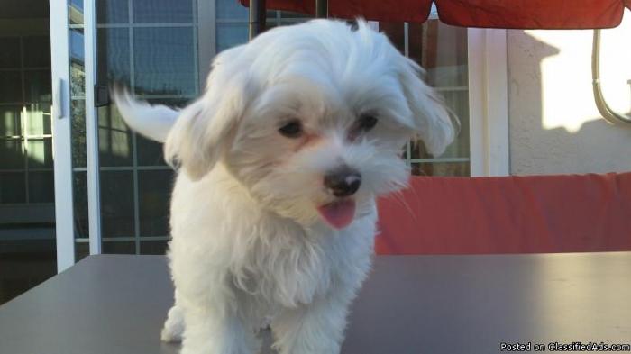 2 Cute and Adorable 12-week-old Purebred Maltese Puppies Male/Female.