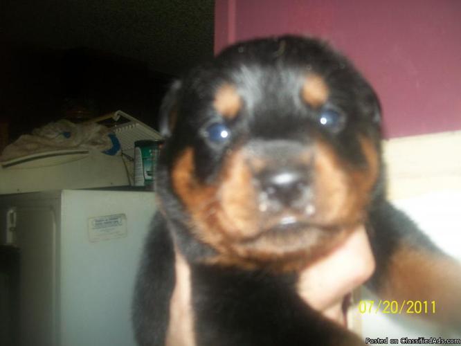 2 full blooded boy rotti's - Price: 100.00ea