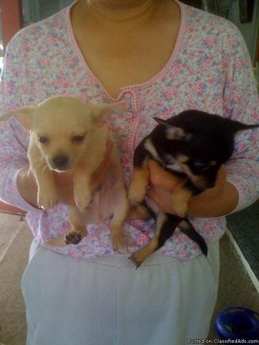 2 Male Chihuahua Puppies for Sale