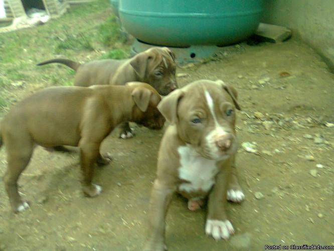 2 male pitbull puppies - Price: 175 each