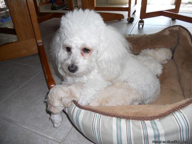 2 male toy poodles - Price: $550.00