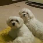 2 Maltese Dogs (must stay together)!! - Price: free'to a good home