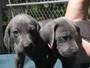 2Blue Weimariner puppys,8 wks - Price: 400.00