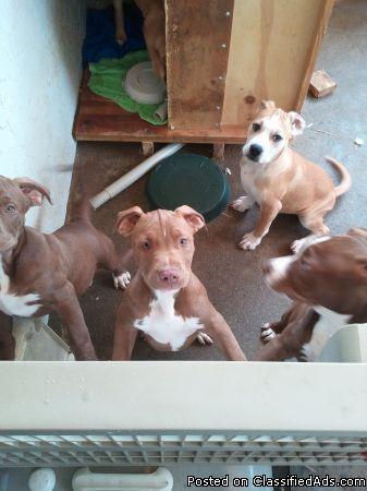 3 fifthteen week old Pure Breed Puppies Left $100 Re-Homing Fee - Price: $100.