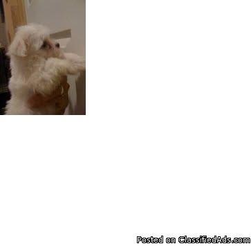3 Maltese Puppies F/M - Parents are 3-4lbs. Tiny Maltese - Price: 550