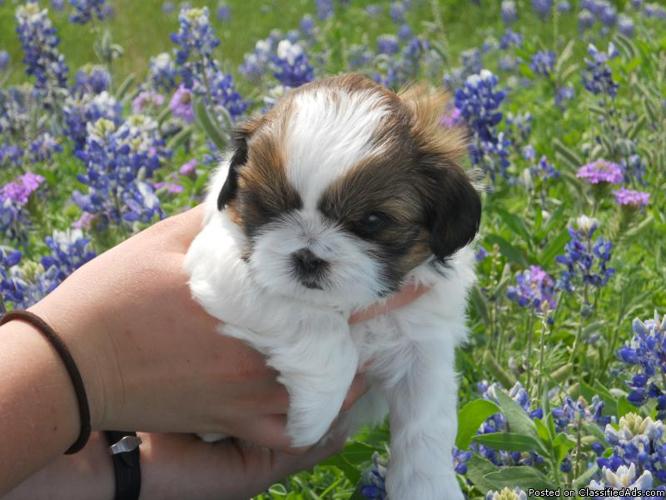 <3 St.Patrick's Day Shih Tzu Puppies For Sale <3 - Price: $300.