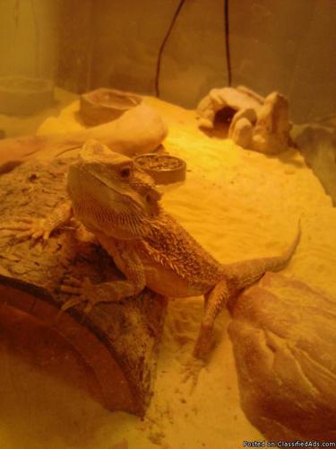 3 year old bearded dragon for sale - Price: 100.00