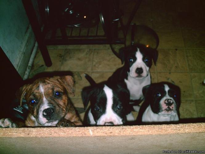4 Pitbull Puppies for sale - Price: $250.00-$300.00