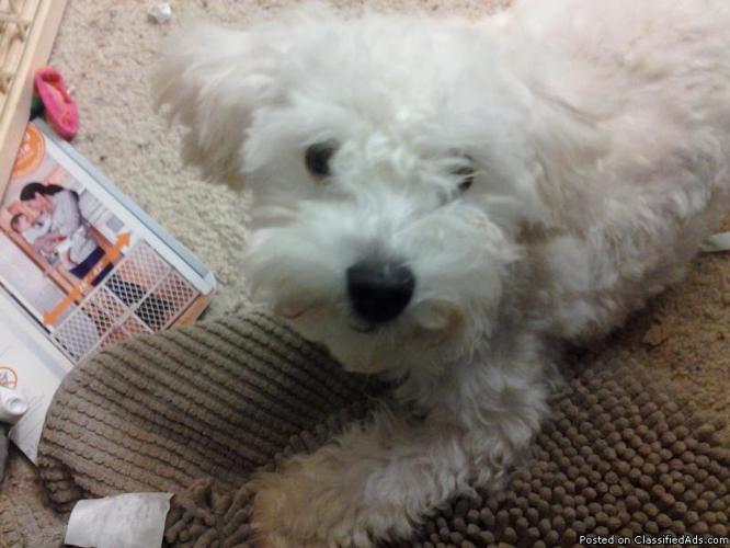 5 and a half months old Maltipoo - Price: 800 obo
