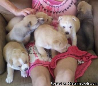 6 Adorable Puppies :)