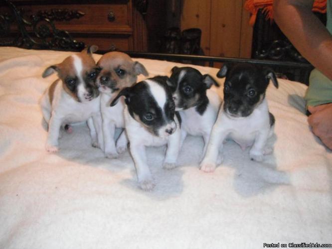6 Full Blooded Rat Terrier Puppies For Sale, to good home. - Price ...