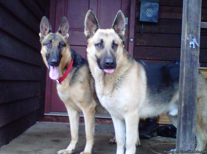 6 Large bone German Shepherd Pups - Price: 450