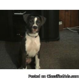 6 month old Blue and White pitbull puppy - Price: 500.00