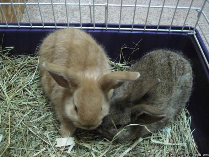6 week old baby bunnies - Price: $10.00 each