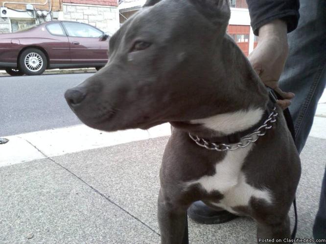 7 month old pit - Price: 350