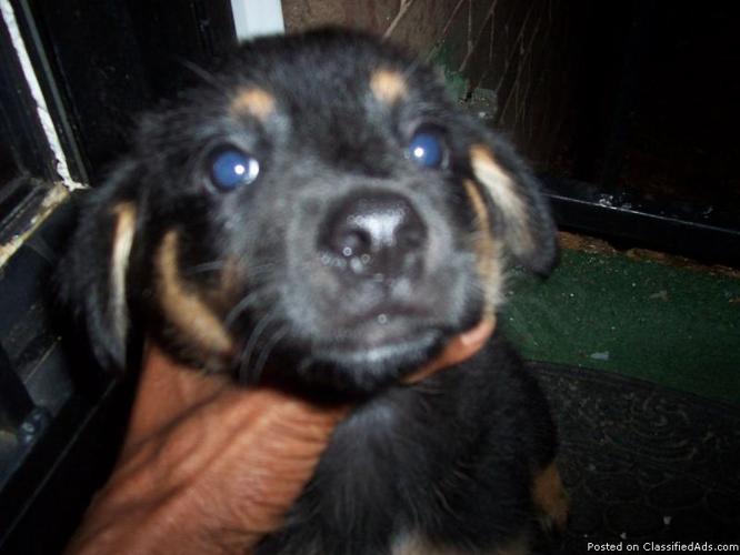 8 week old male Lab puppy - Price: 65.00