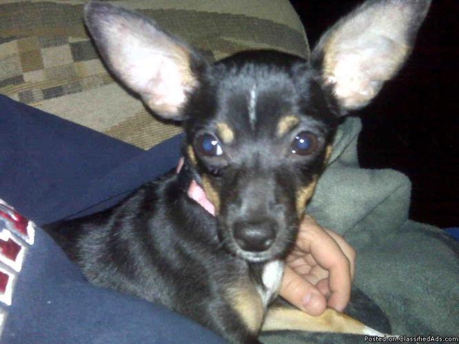 9 month old female CHIHUAHUA puppy - Price: $500.00