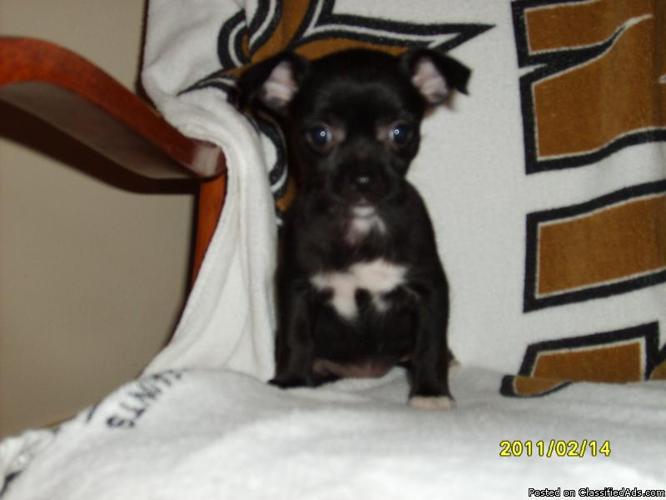 9 week old female chihuahua puppy - Price: 150.00