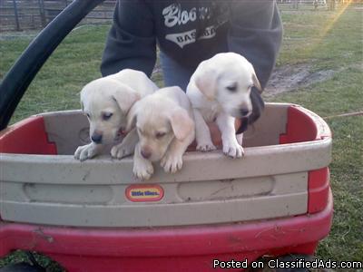 Absolutely Adorable Ivory and Yellow Lab Puppies! - Price: 400.00
