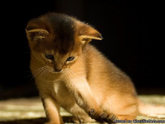 Abyssinian Kitten for Sale (Rosie) - Price: 500