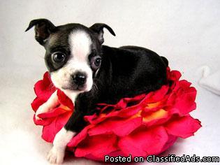 ACA Female Boston Terrier 10 weeks - Price: 400