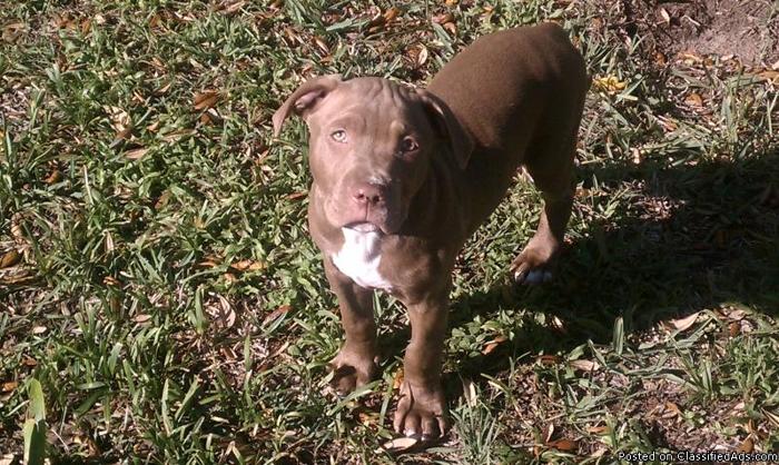 ADBA registered 12wk Pitbull Puppy - Price: $200-$250