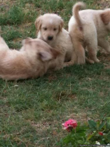 Adorable 9 wk old,purebred golden retriever puppies - $600 OBO - Price: 600 OBO