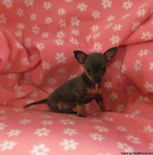 Adorable ACA registered chihuahua female puppy available - Price: 600.00