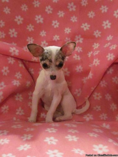 Adorable ACA registered chihuahua female puppy - Price: 450.00