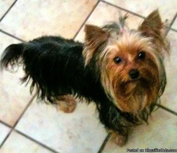 ADORABLE AKC Yorkshire Terriers - Price: $500-$1200